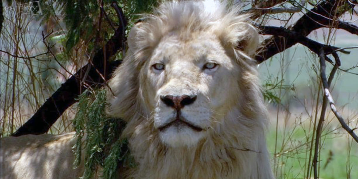 White Lion